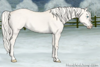 Horse Color:Cremello Dun 