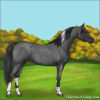 Horse Color:Blue Roan Tobiano 