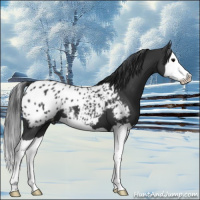 Horse Color:Black Splash Appaloosa 
