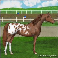 Horse Color:Chestnut Appaloosa 