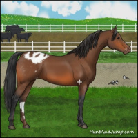 Horse Color:Bay Appaloosa 
