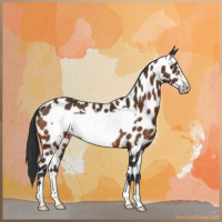 Horse Color:Bay Frame Appaloosa 