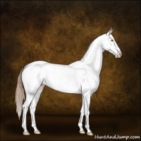 Horse Color:Gold Champagne Dun Sabino Appaloosa 