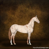 Horse Color:Gold Champagne Dun Sabino Brindle 