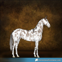 Horse Color:Liver Red Dun Sabino Leopard Brindle 