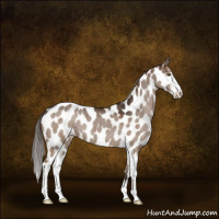 Horse Color:Liver Red Dun Sabino Appaloosa Brindle