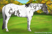 Horse Color:White Spotted Grullo Tobiano Appaloosa 