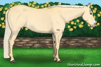 Horse Color:Palomino Dun Splash 