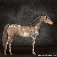 Horse Color:White Spotted Liver Red Dun 
