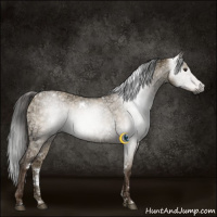 Horse Color:Gray White Spotted Liver Red Dun Ice