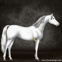 Horse Color:Gray Liver Chestnut Tobiano 