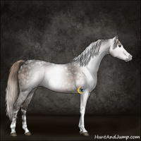 Horse Color:Gray Liver Chestnut Ice Tobiano 
