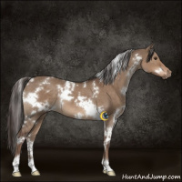 Horse Color:White Spotted Liver Red Dun 
