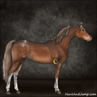 Horse Color:White Spotted Liver Chestnut 