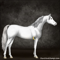 Horse Color:Gray Chocolate Palomino Dun Splash Tobiano 
