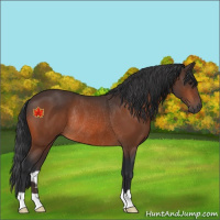 Horse Color:Unknown 