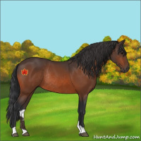 Horse Color:Unknown 