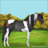Horse Color:Black Tobiano Rabicano 