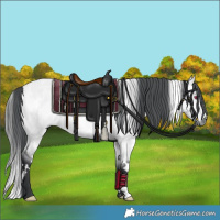 Horse Color:White Spotted Bay Chinchilla Dun