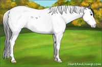 Horse Color:Grullo Splash Tobiano 