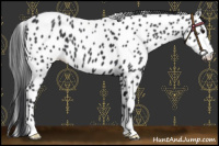 Horse Color:Black Appaloosa 