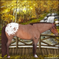 Horse Color:Chocolate Bay Roan Appaloosa 