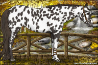 Horse Color:Smoky Black Near Leopard 