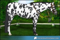 Horse Color:Black Near Leopard 