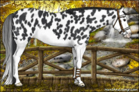Horse Color:Black Splash Near Leopard