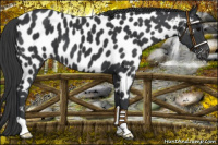 Horse Color:Black Appaloosa