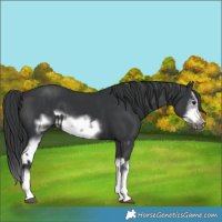 Horse Color:Black Splash Frame  and Black Splash Frame 