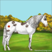 Horse Color:White Spotted Silver Black Splash Tobiano 