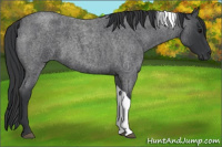 Horse Color:Blue Roan Tobiano