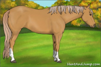Horse Color:Palomino Tobiano 