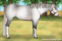 Horse Color:Gray Silver Black 