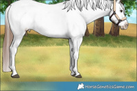 Horse Color:White Spotted Red Dun Sabino Appaloosa 