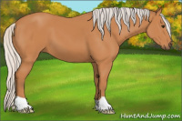 Horse Color:Silver Bay 