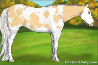 Horse Color:White Spotted Silver Amber Cream Champagne Splash