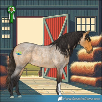 Horse Color:Buckskin Roan