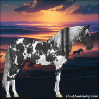 Horse Color:White Spotted Black 