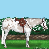 Horse Color:White Spotted Silver Grullo Splash Blanket Rabicano