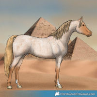 Horse Color:Red Roan 