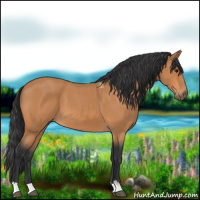 Horse Color:Bay Roan 