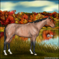 Horse Color:Bay Roan 