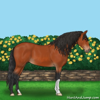 Horse Color:Bay 