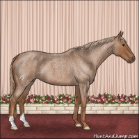 Horse Color:Red Roan 