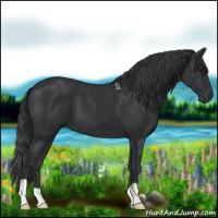 Horse Color:Black 