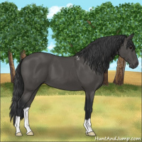 Horse Color:Black 