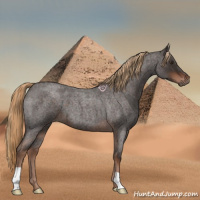 Horse Color:Liver Red Roan