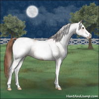 Horse Color:White Spotted Red Roan